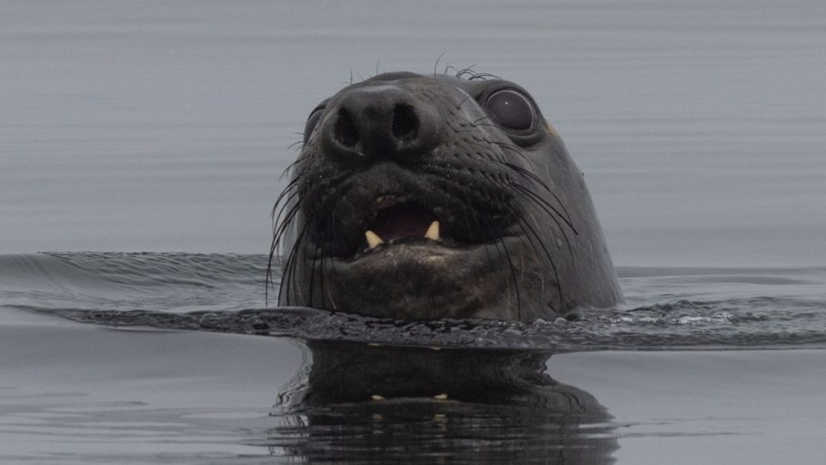 elephant seal sticking its head above the water