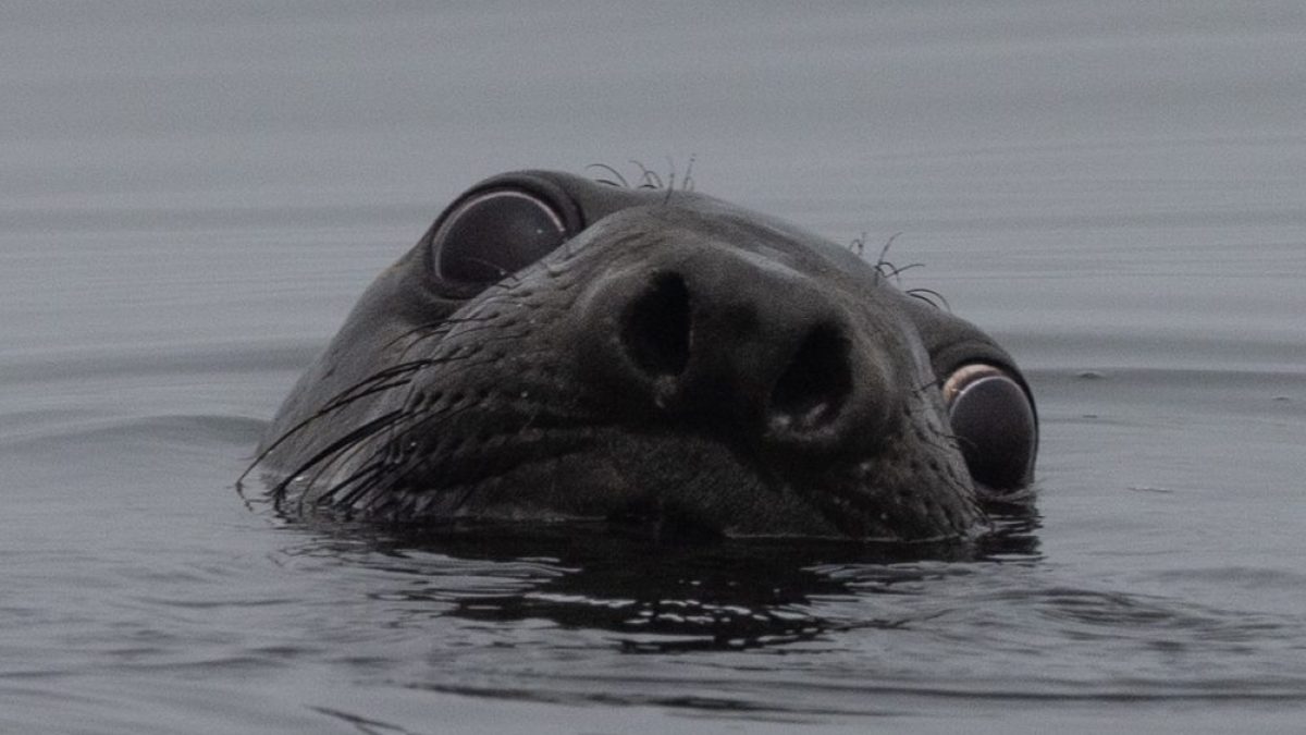 elephant seal sticking its head above the water