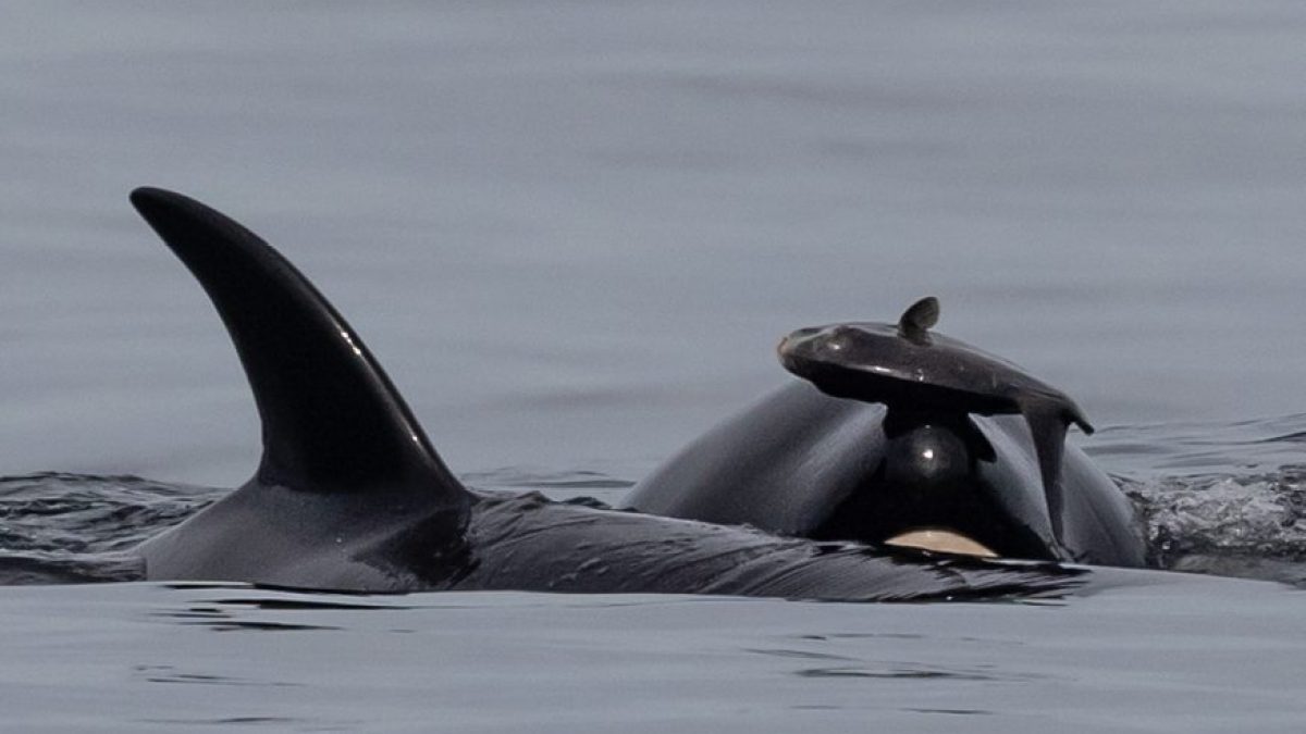 a whale jumping out of the water