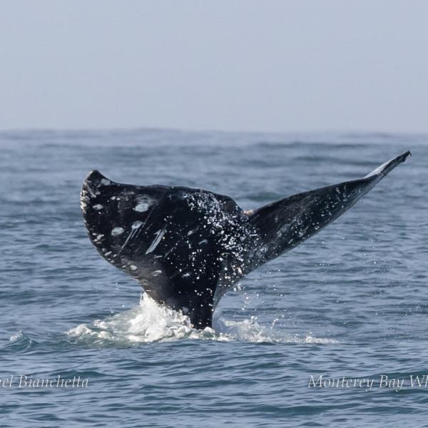 a whale jumping out of the water