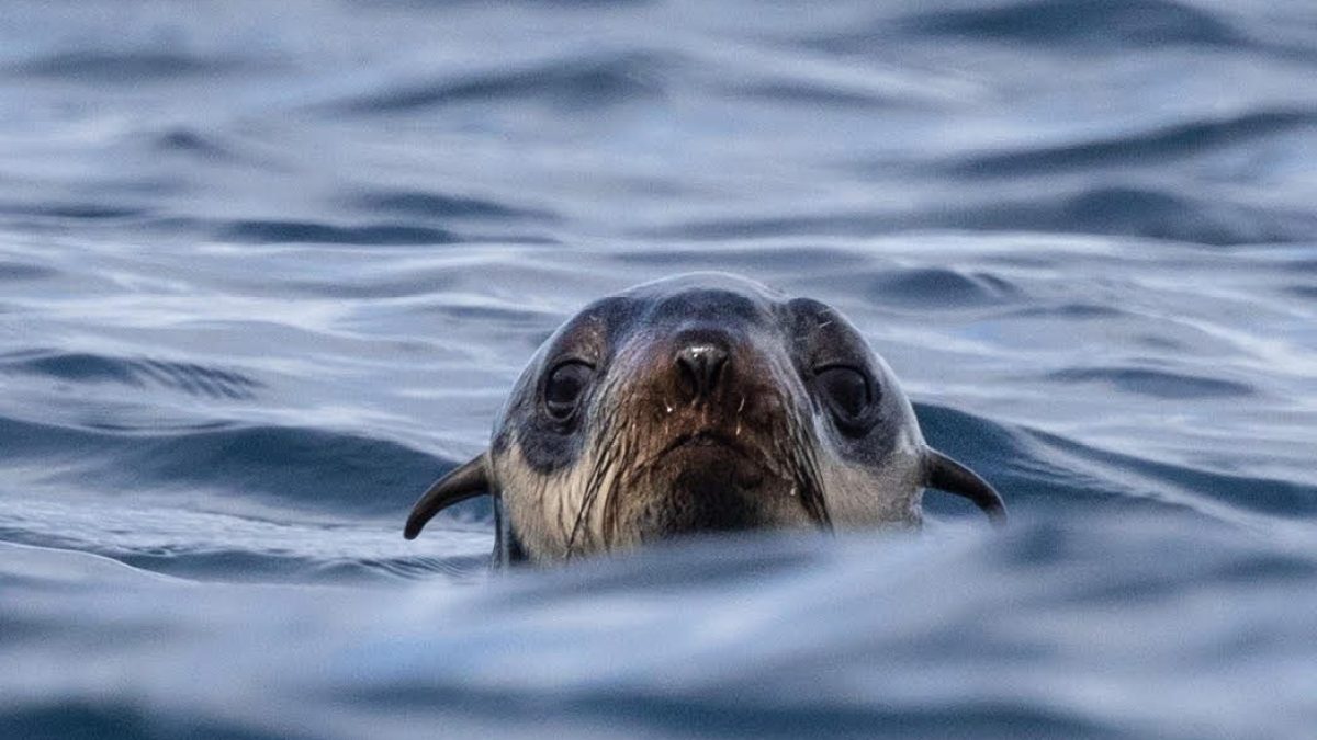 fur seal peaking its head above the water