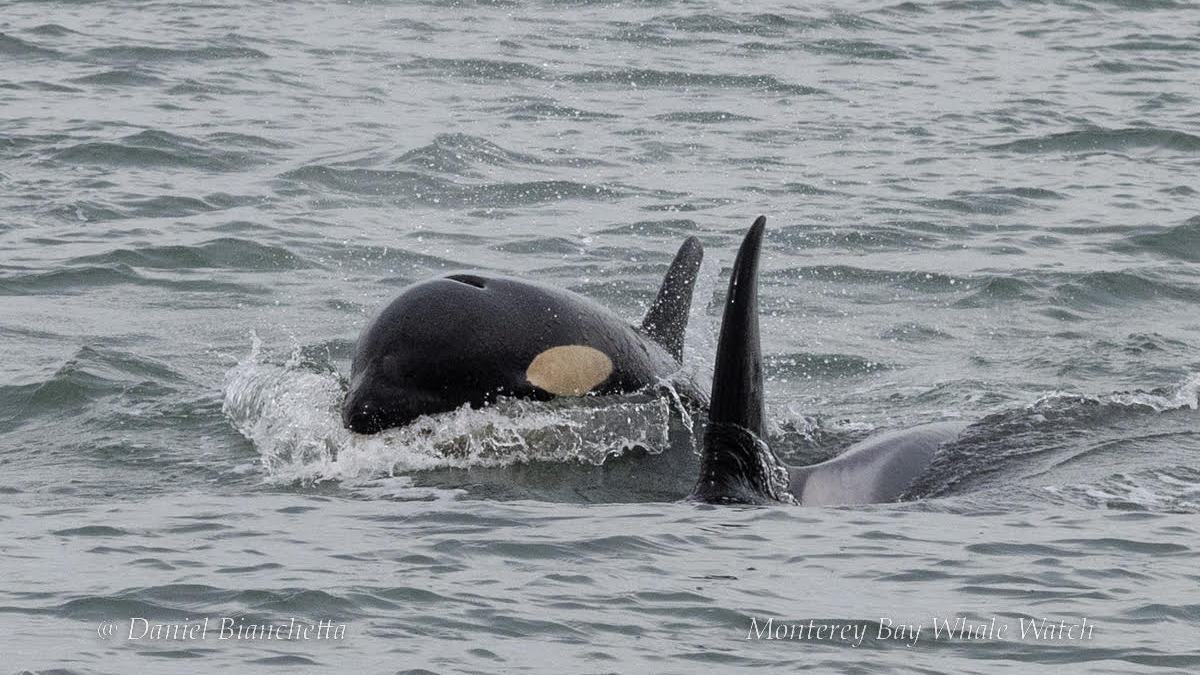 a whale swimming under water