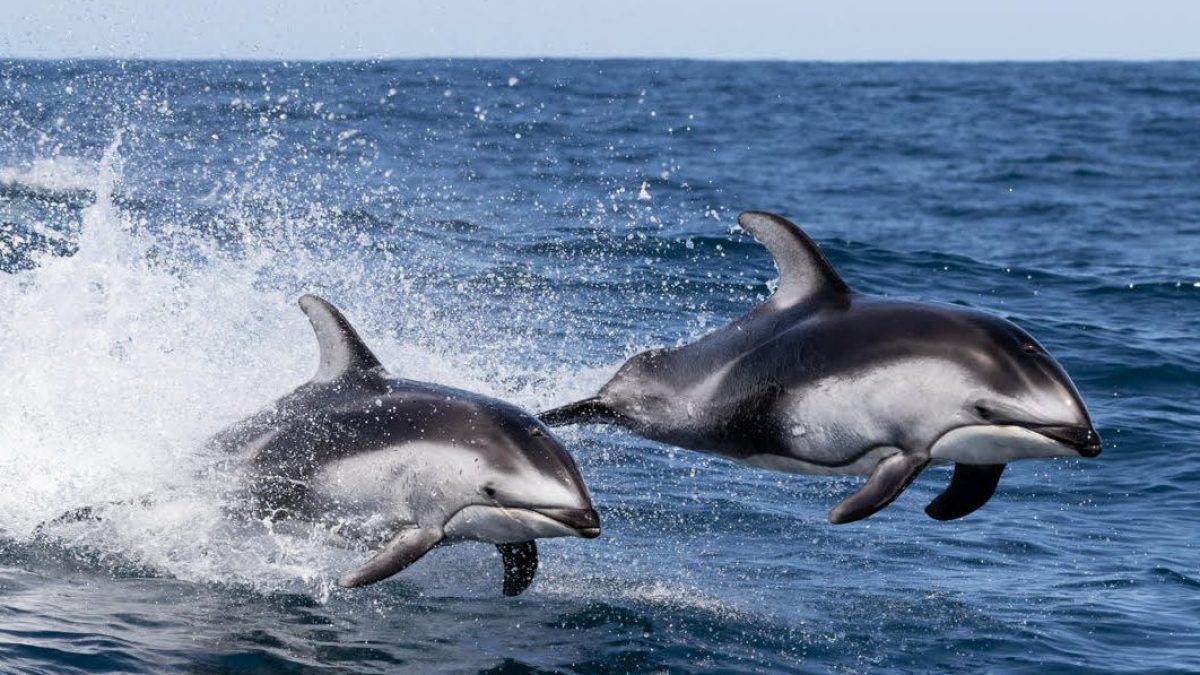 a dolphin jumping out of a body of water