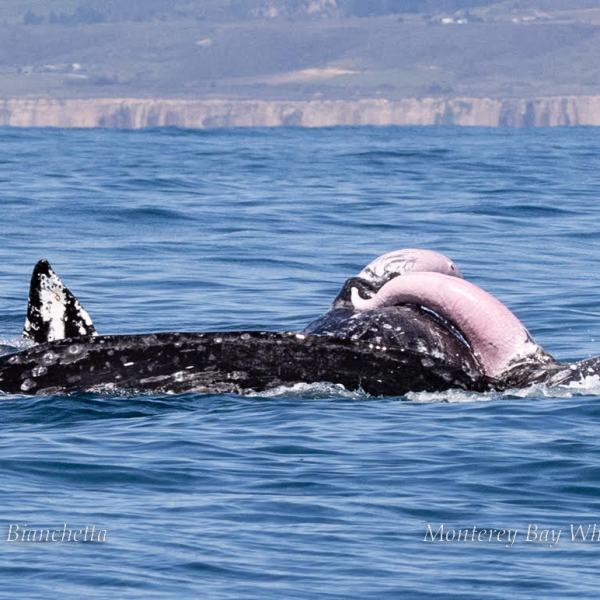 a small animal in a body of water