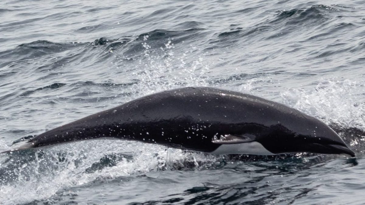 a whale jumping out of the water