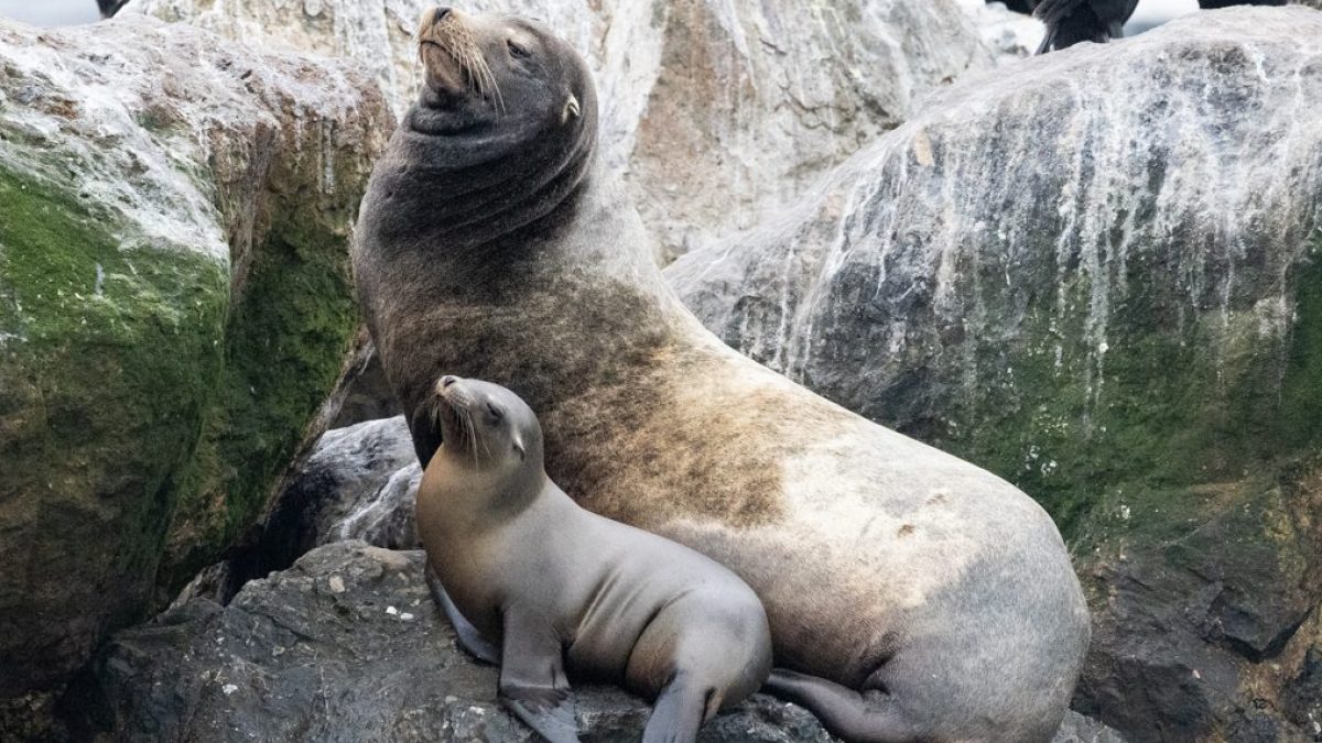 large male sea lion and small sea lion pup sitting on a rock together