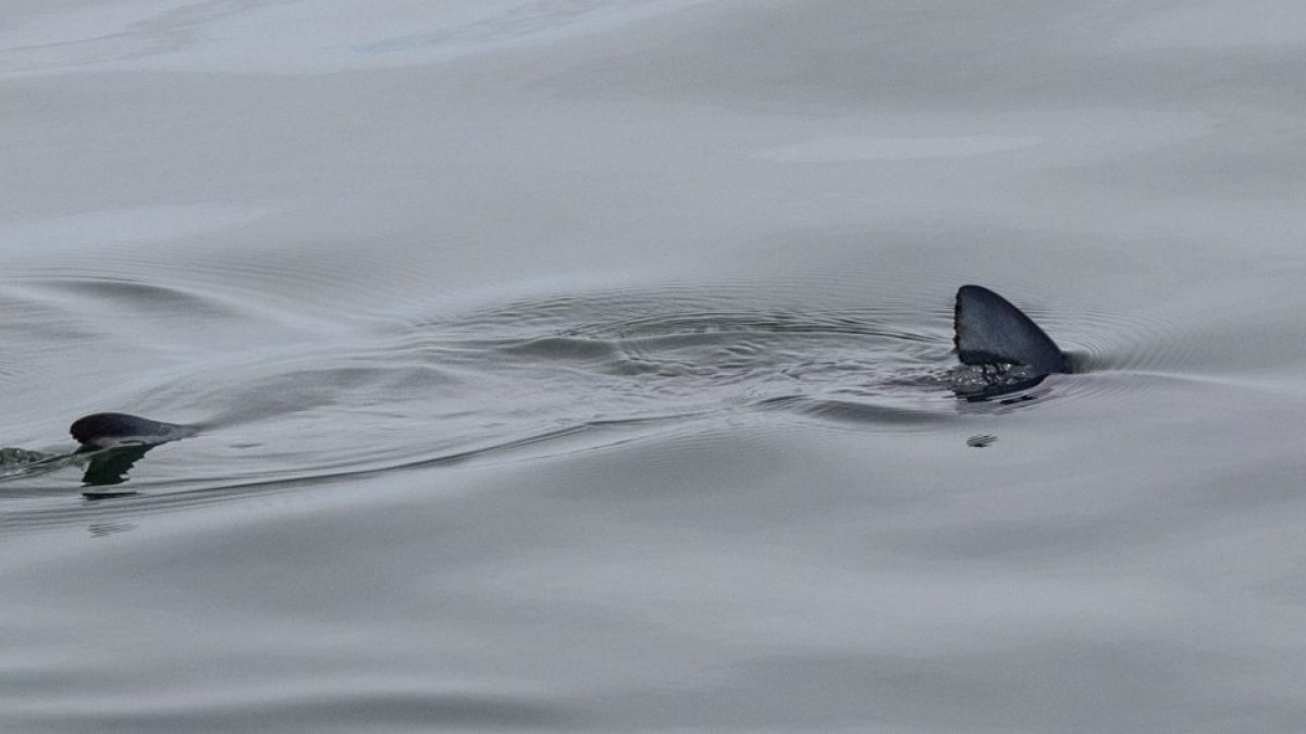 a bird swimming in water