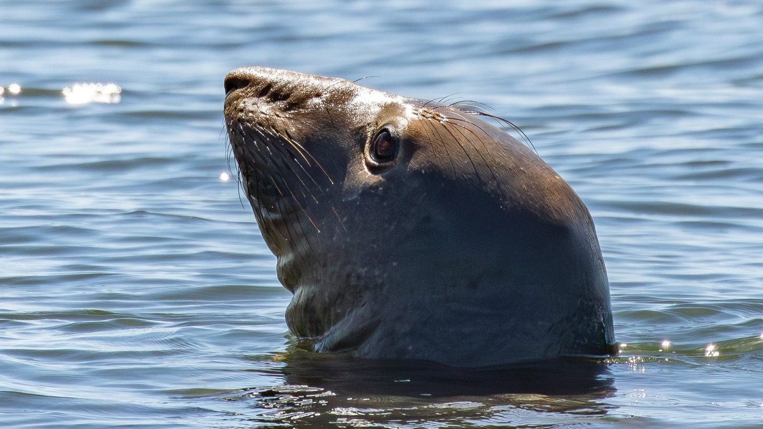 elephant seal sticking its head above the water