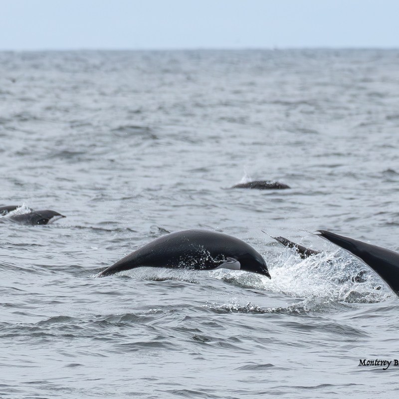 a whale jumping out of the water