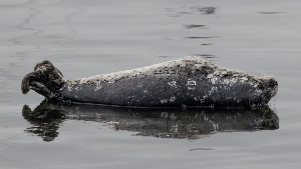 a bird swimming in water