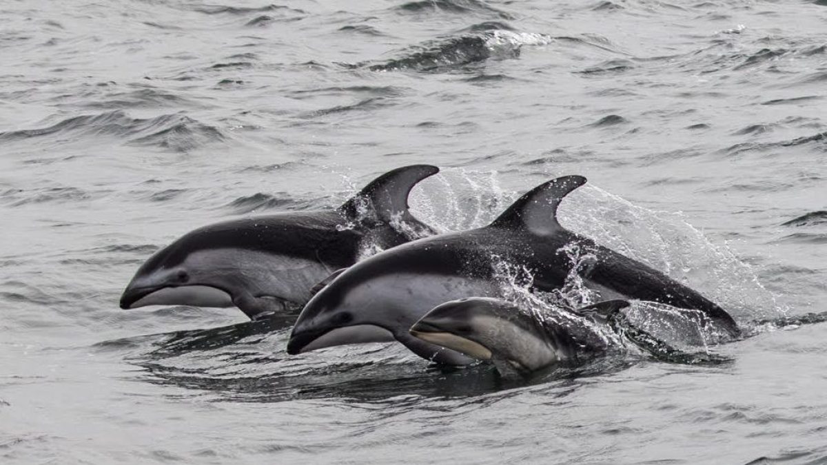 a dolphin jumping out of the water