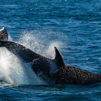 an animal swimming in the water