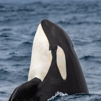 a whale jumping out of the water