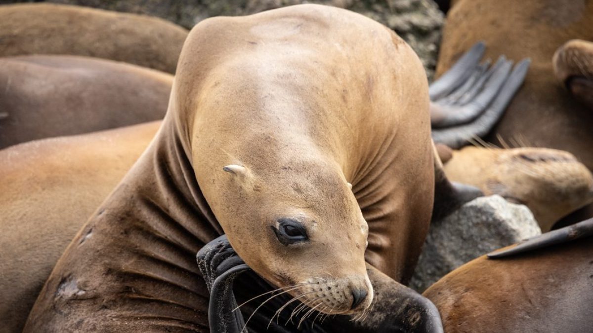 sea lion scratching an itch on its head