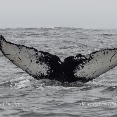 a man riding a wave on a surfboard in the ocean
