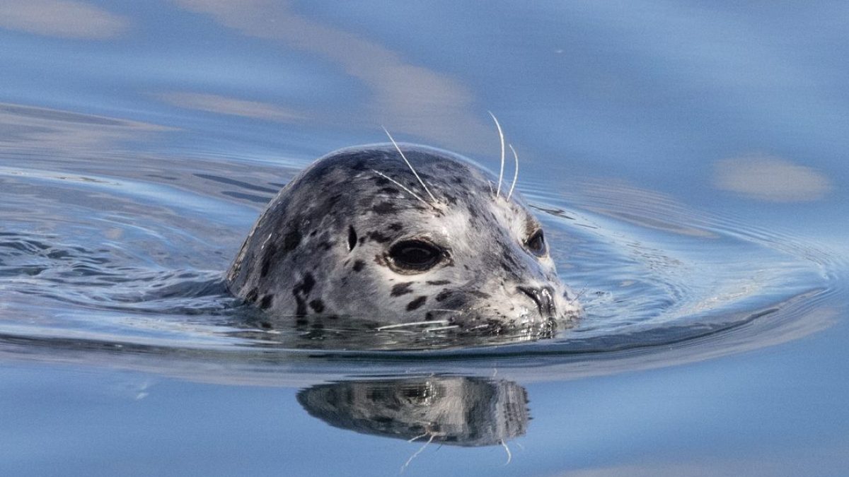 a seal swimming in a body of water