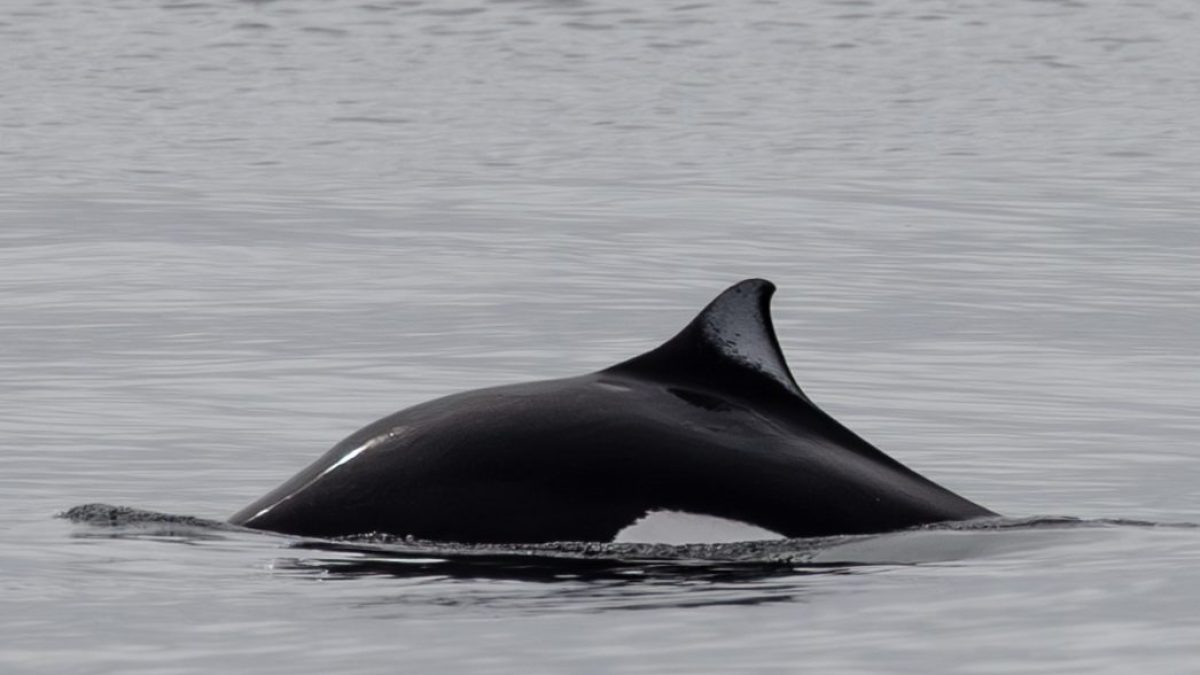 a whale jumping out of the water