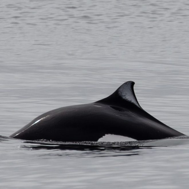 a whale jumping out of the water