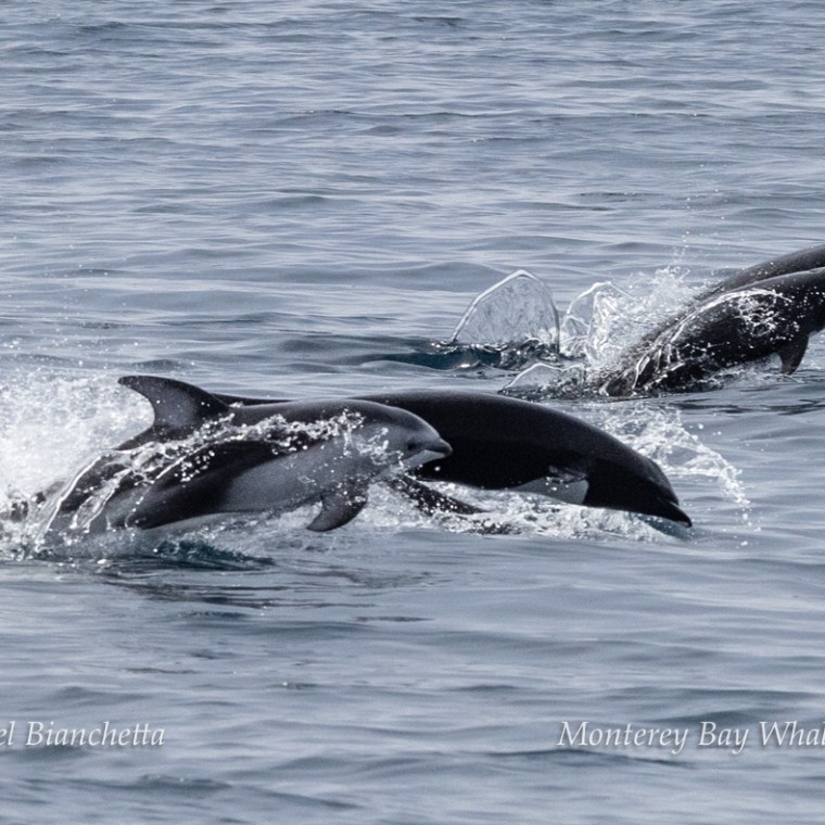 a whale jumping out of the water
