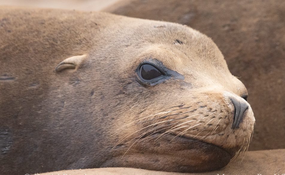 California Sea Lion Monterey - 367011327 700499105437997 5332531186761891993 N E1733889341508 