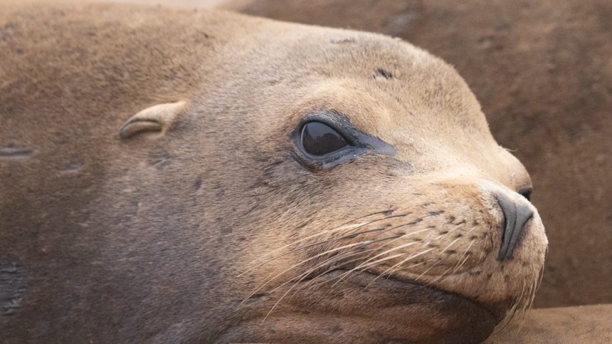 close up of the head of a sea lion resting on the ground