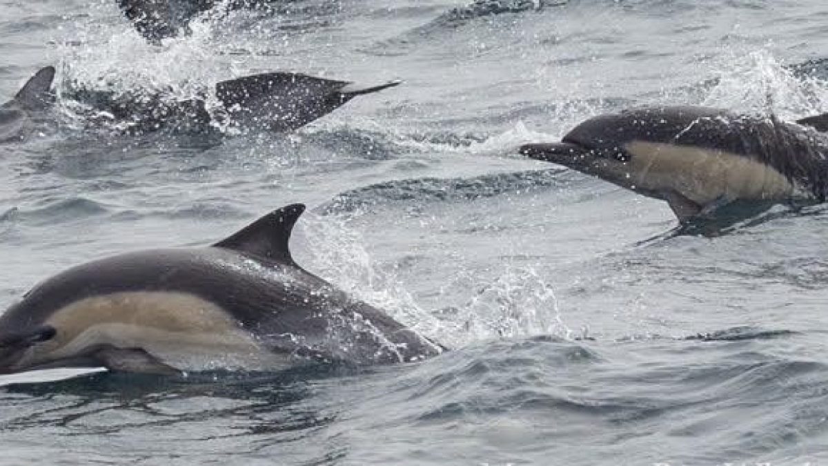 a dolphin jumping out of the water