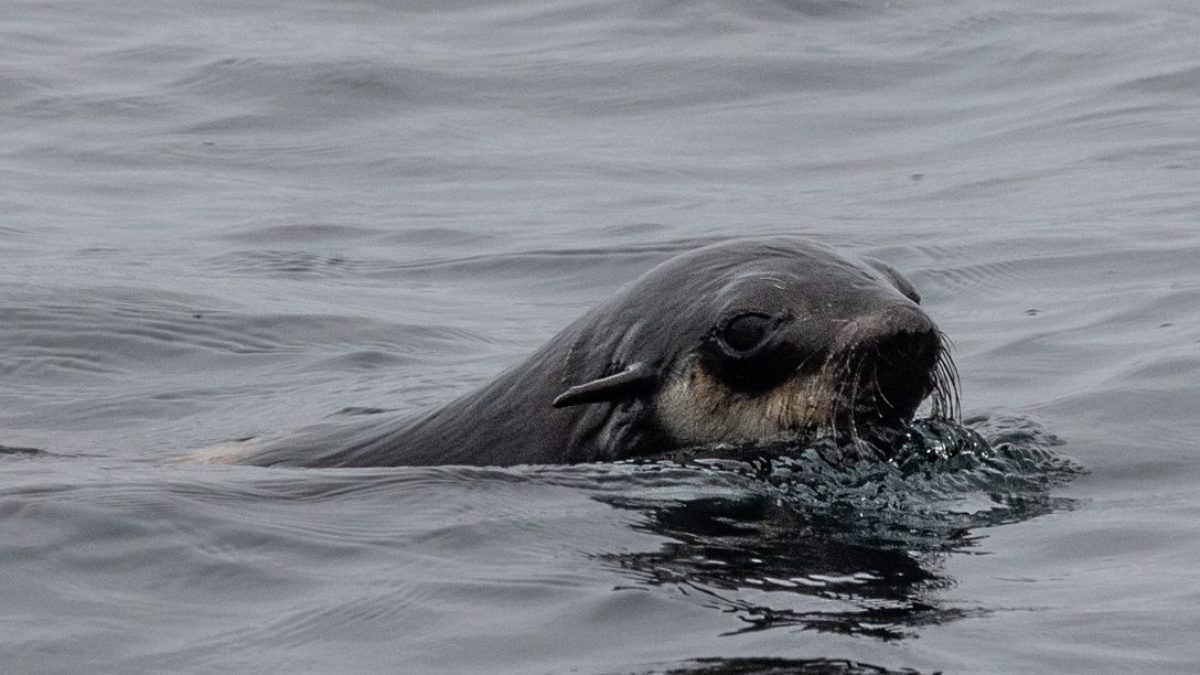 fur seal swimming with its head above water