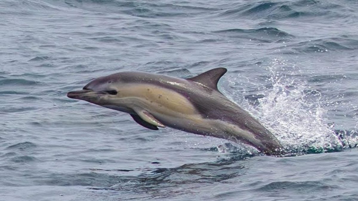 a dolphin jumping out of the water