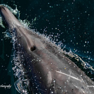 an animal swimming in the water