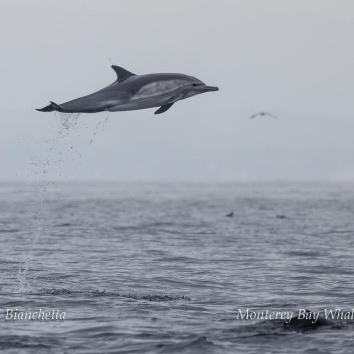 a bird flying over a body of water