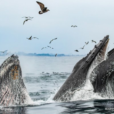 a flock of seagulls flying over a body of water