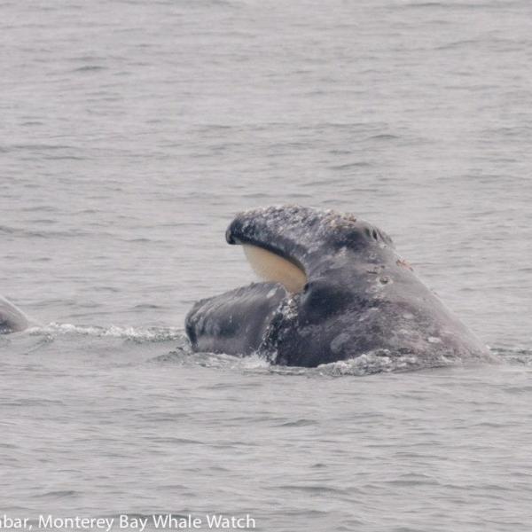a whale swimming under water