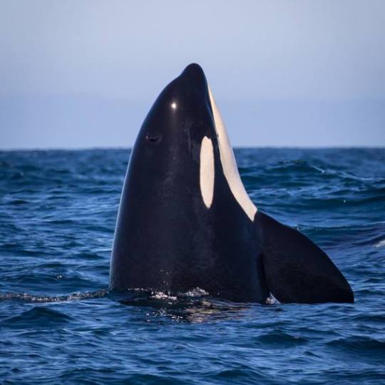 a whale jumping out of the water