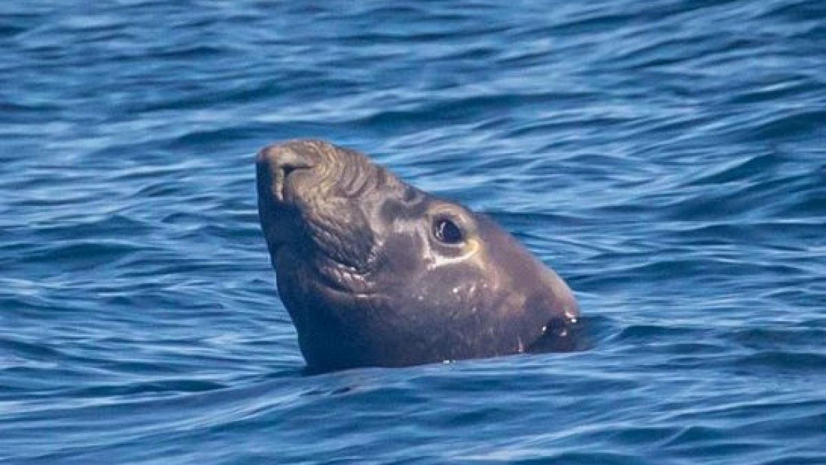 elephant seal sticking its head above the water