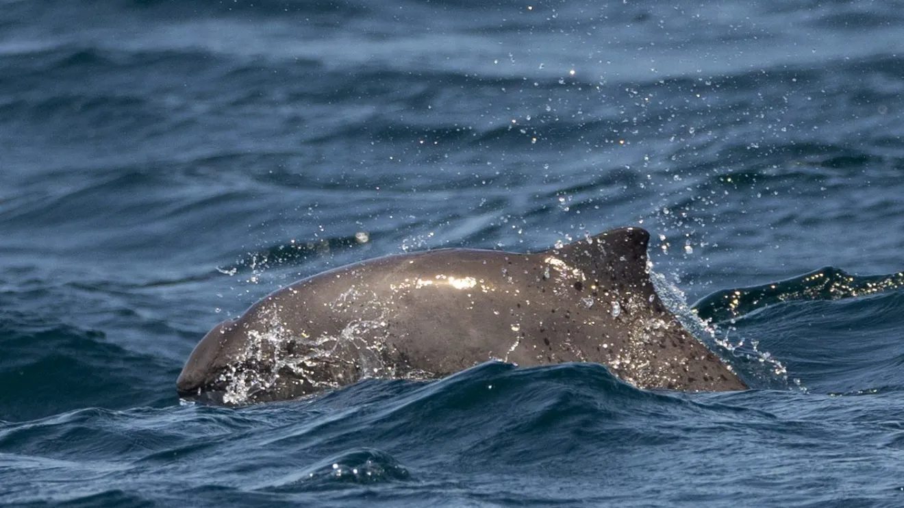 a whale jumping out of the water