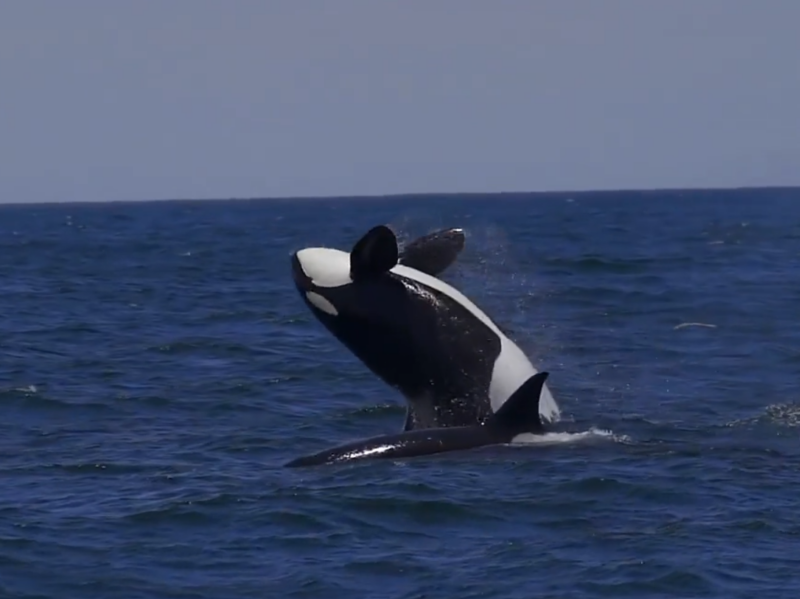 animal on the water
