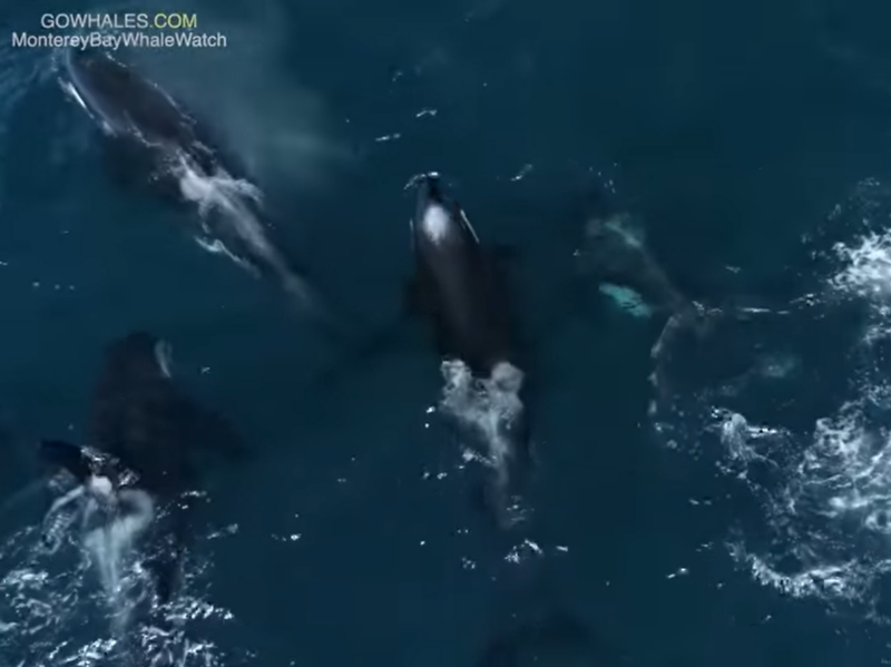 a very dark water
