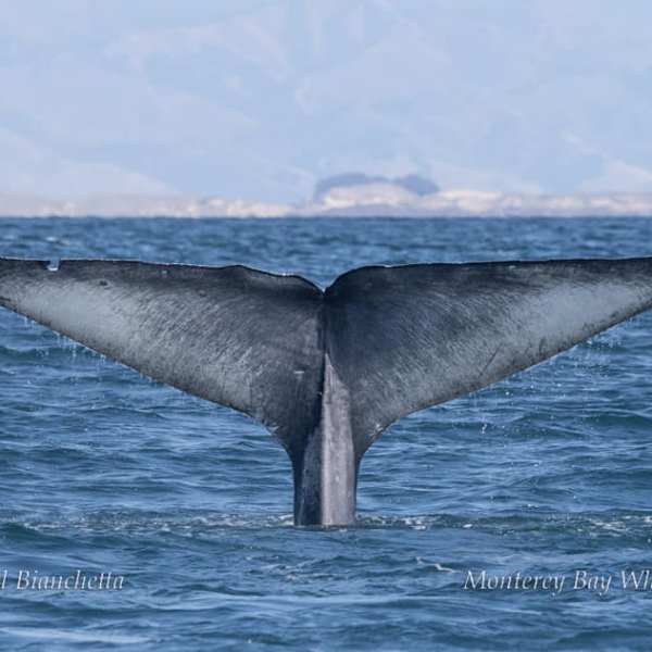 a whale jumping out of the water