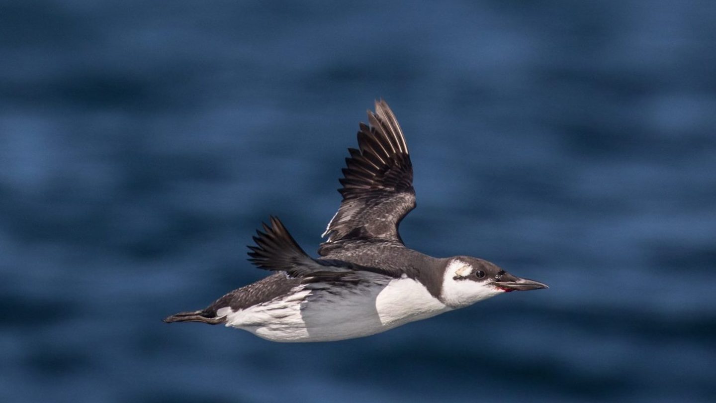 brown and white seabird flying over the water