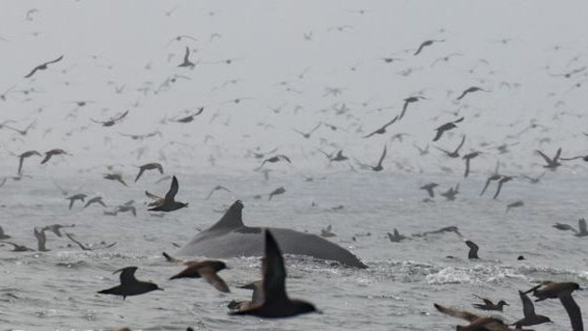 hundreds of black birds fly by a humpback whale surfacing