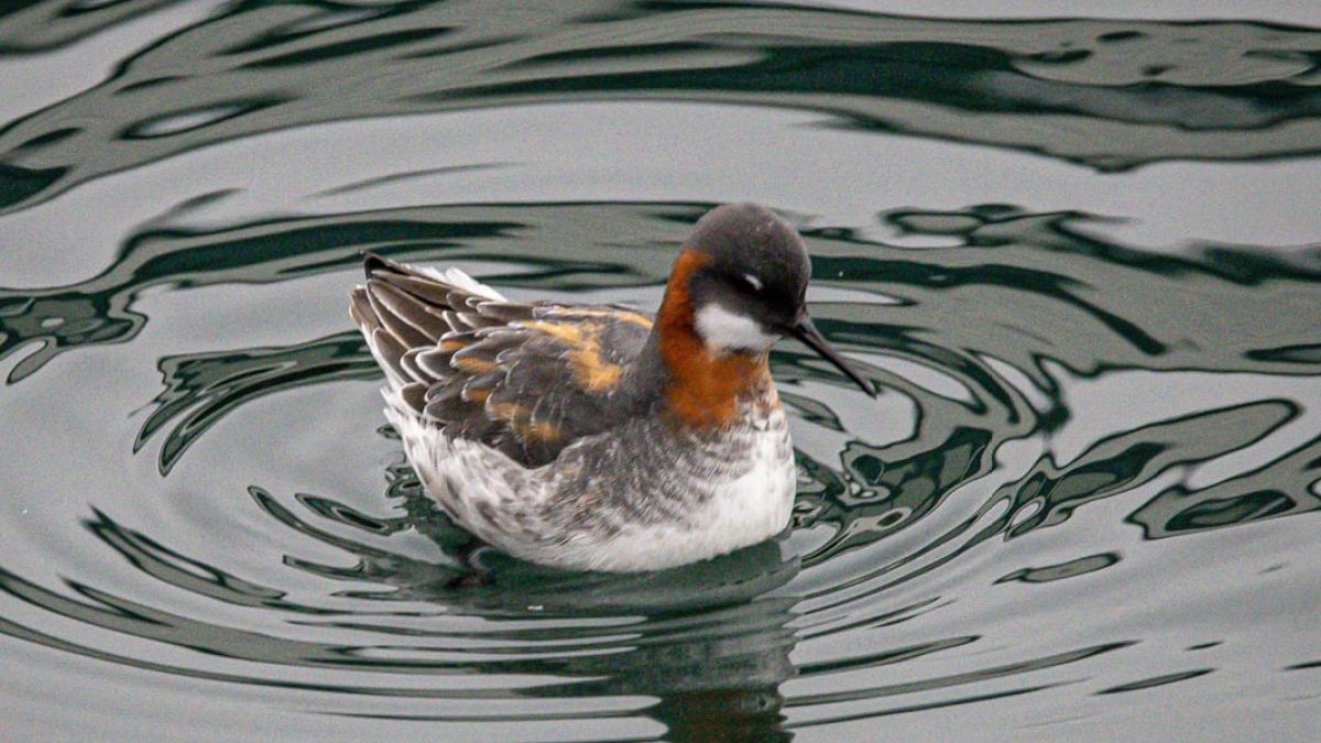 a bird swimming in water