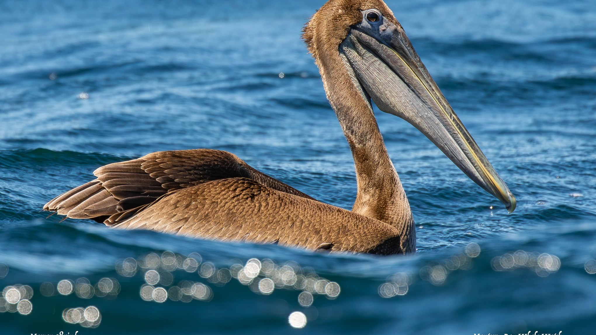 a bird swimming in water