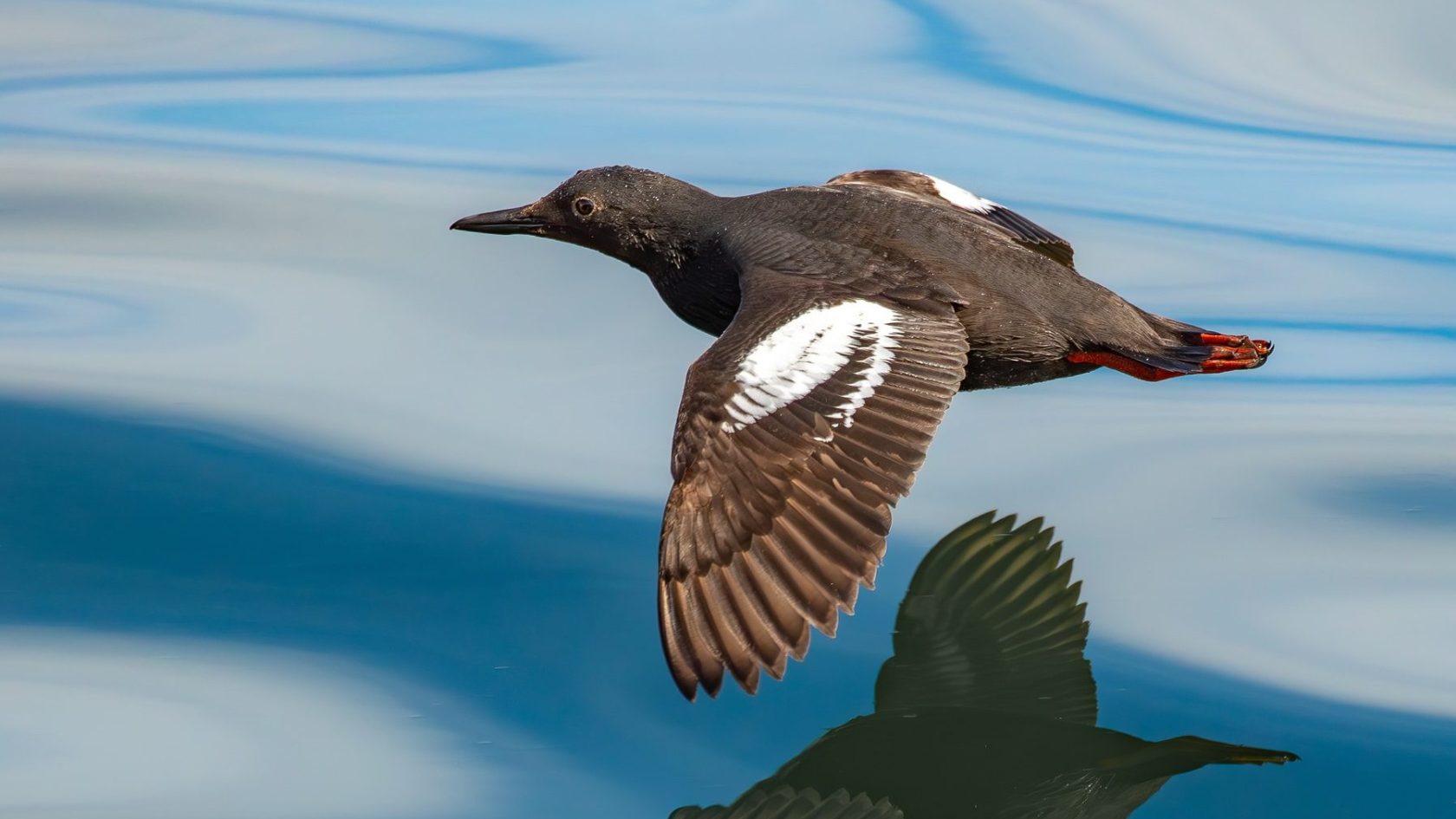 black and white small seabird flying over clear blue waters