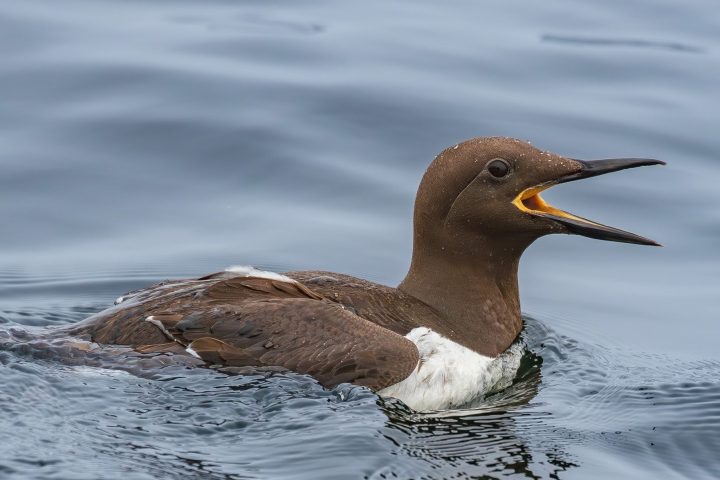 brown and white seabird swimming on the water with beak open calling to its chick