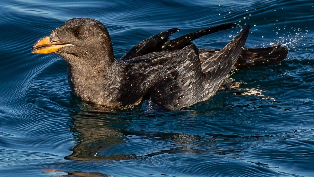 a bird swimming in water