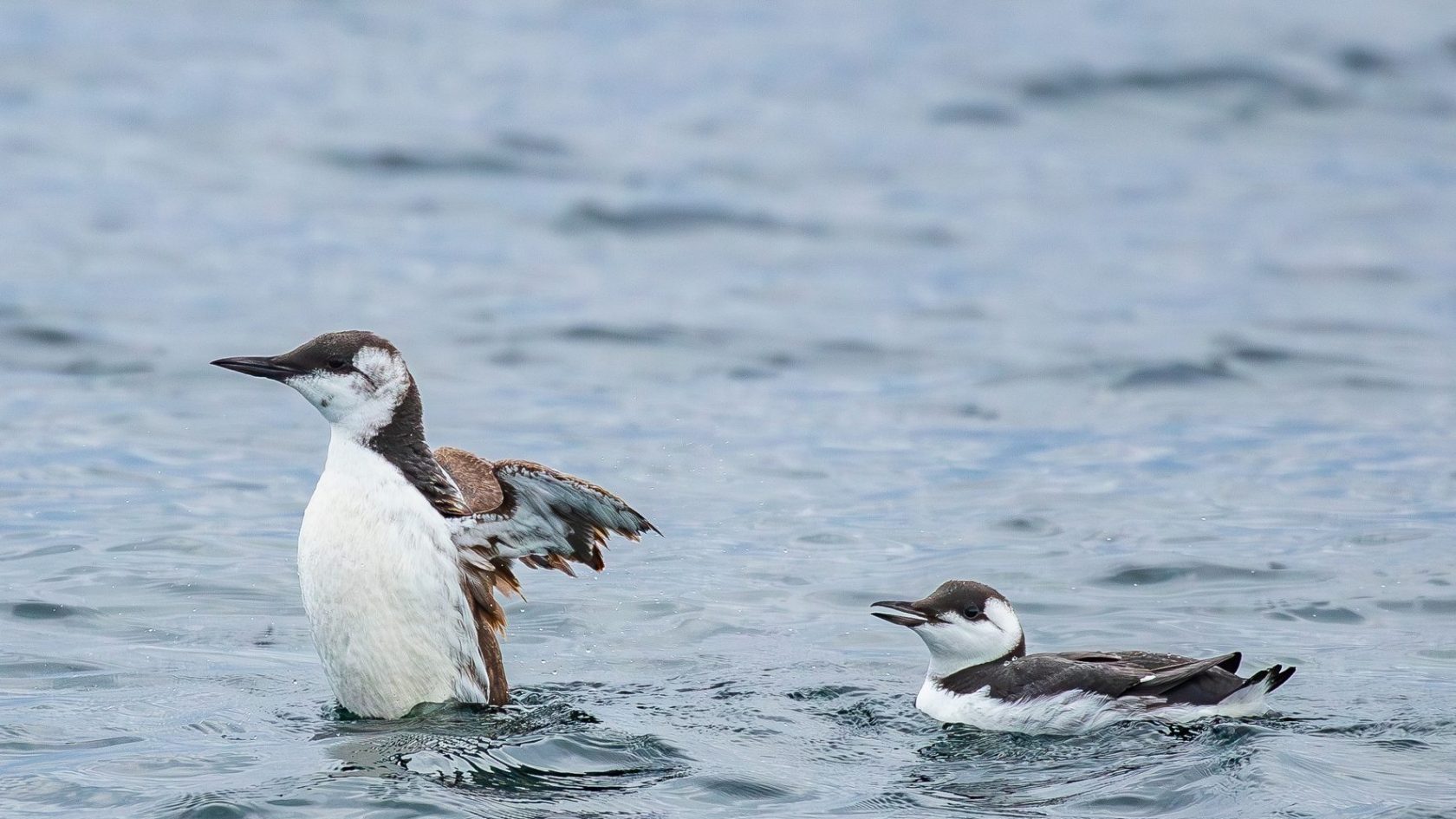 pair of brown and white seabirds on the water, one flapping its wings to dry off