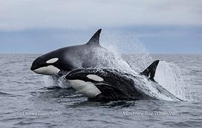 animal on the water
