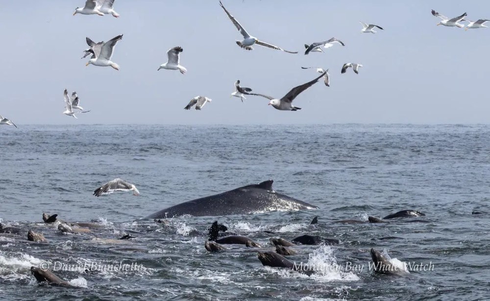 a flock of seagulls flying over a body of water