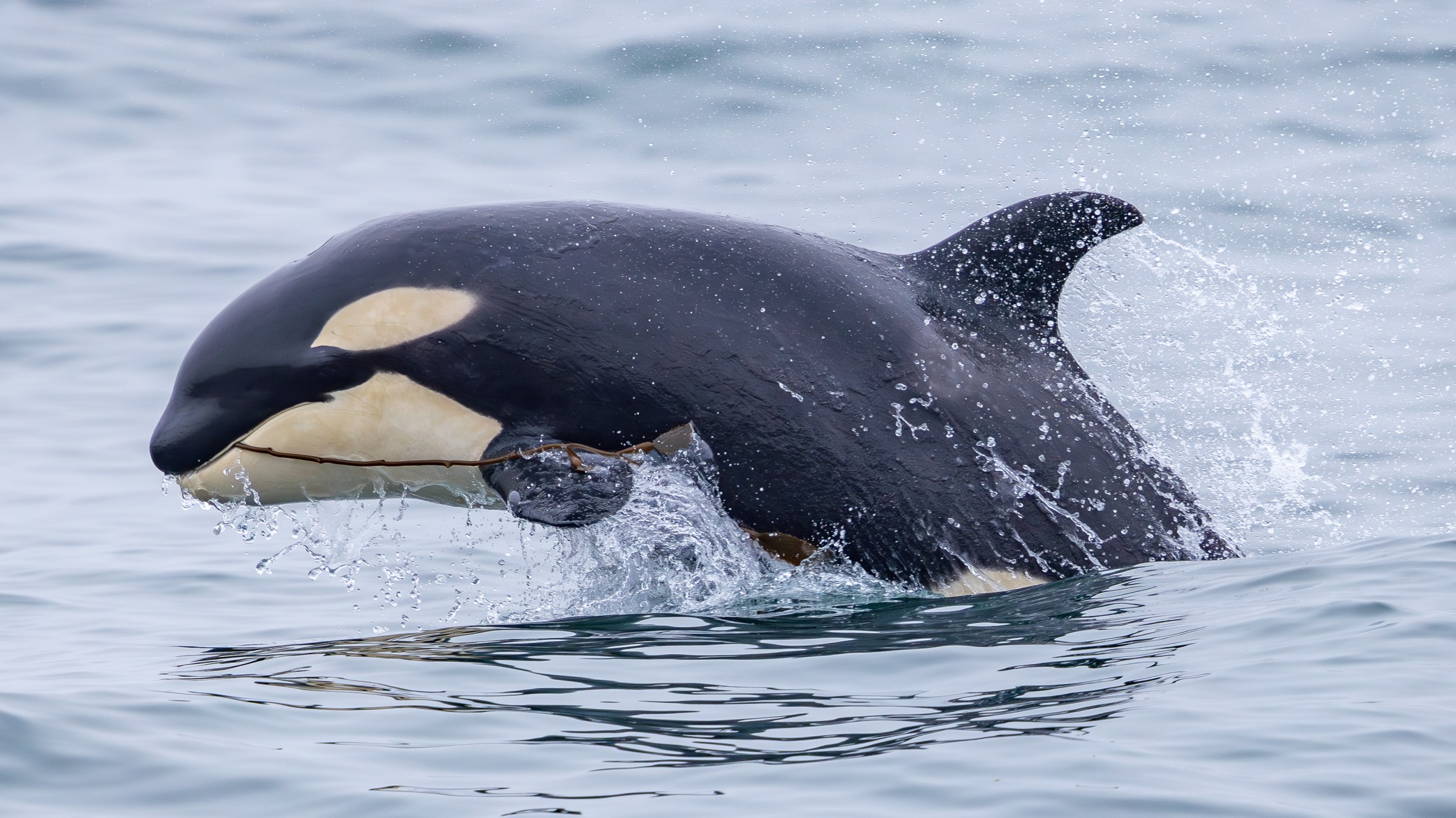 a killer whale breaching