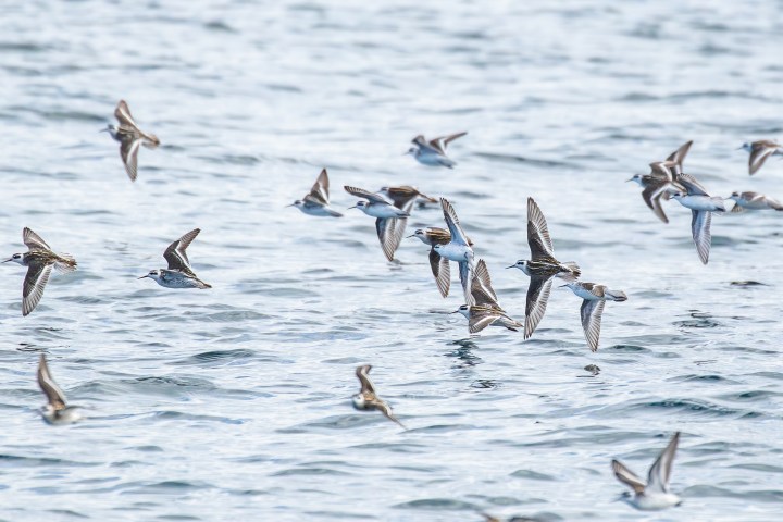 a flock of seagulls flying over a body of water